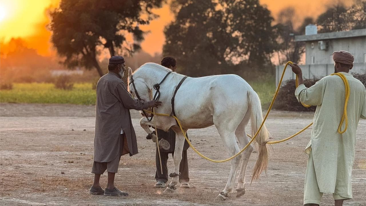 Another majestic photo of Nawazish with his horse.